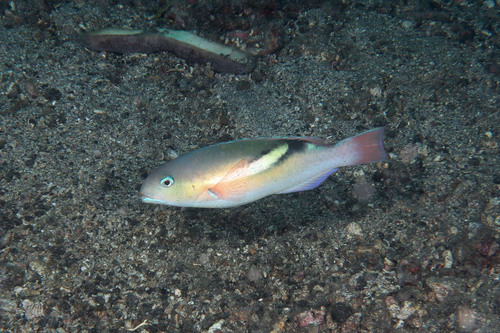 Choerodon zosterophorus observed 2025-11-09