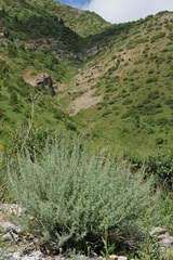 Artemisia rutifolia