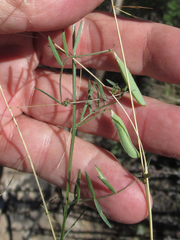 Vicia ludoviciana