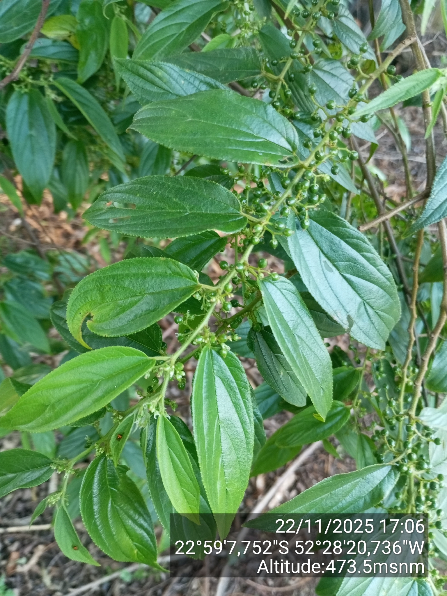 Trema micranthum