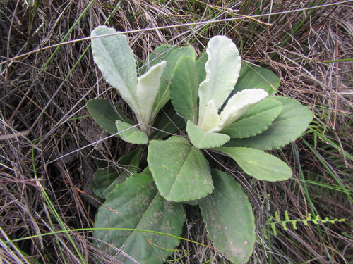 Image of Mairia robusta by (c) douglaseustonbrown, some rights reserved (CC BY-SA)