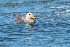 Tachyeres patachonicus