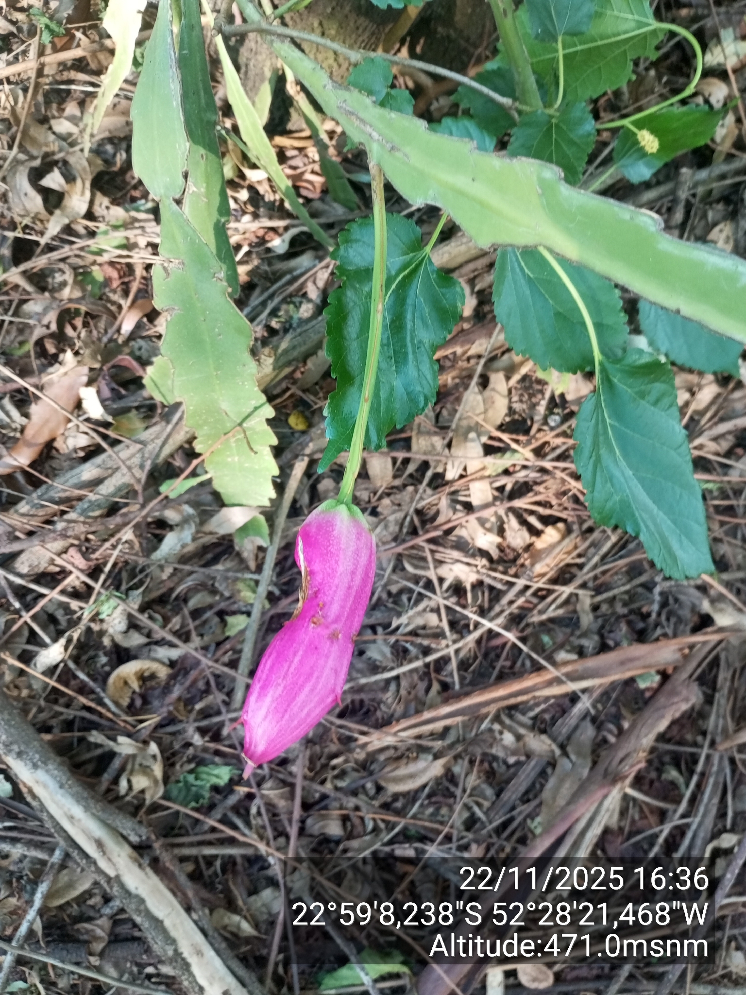 Epiphyllum phyllanthus