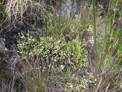 Osmitopsis parvifolia