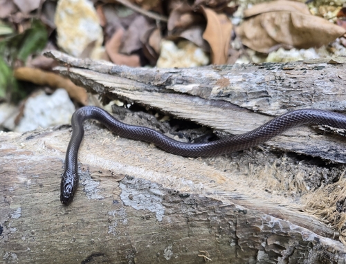 Pemba Wolf Snake