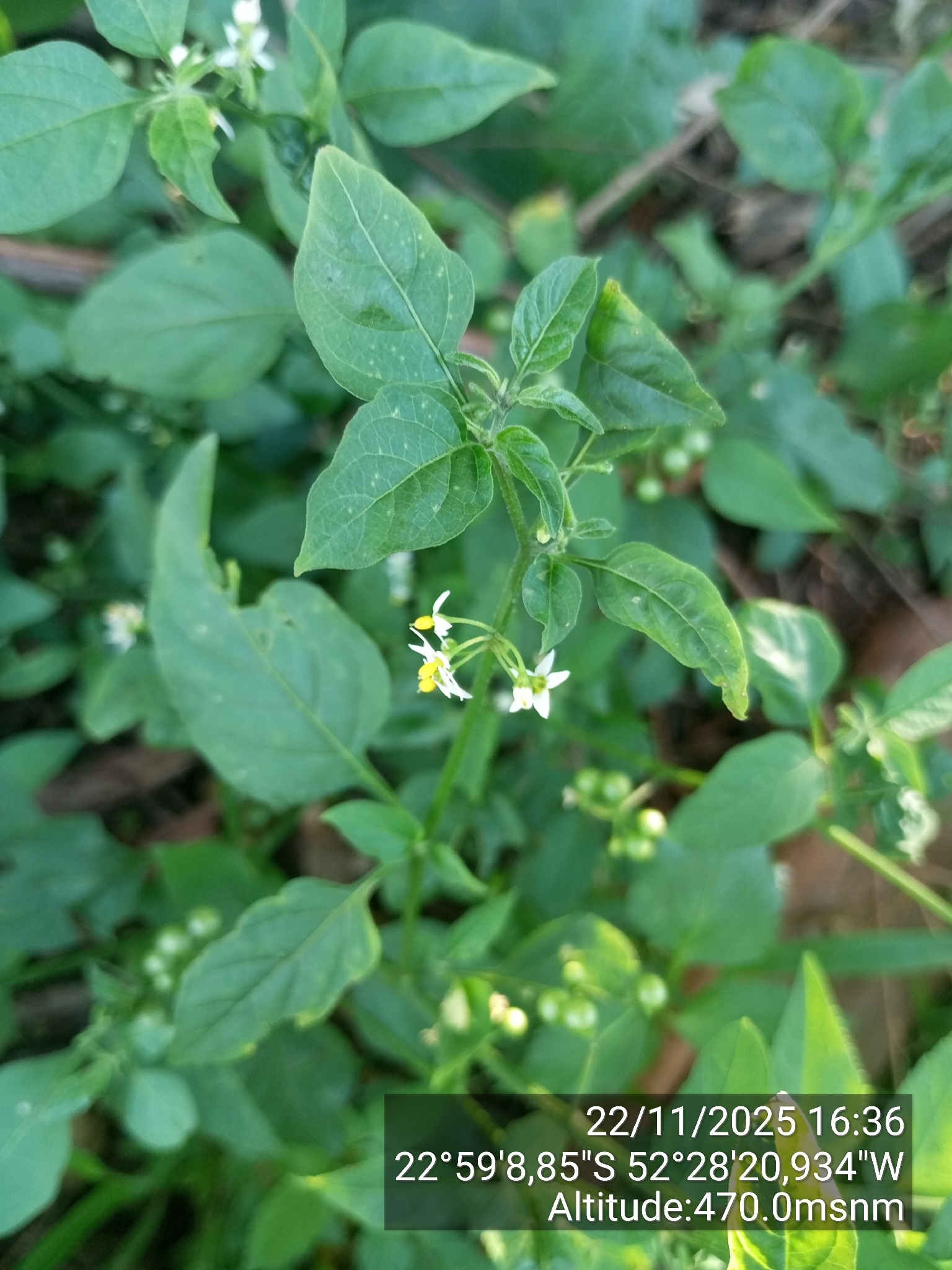 Solanum americanum