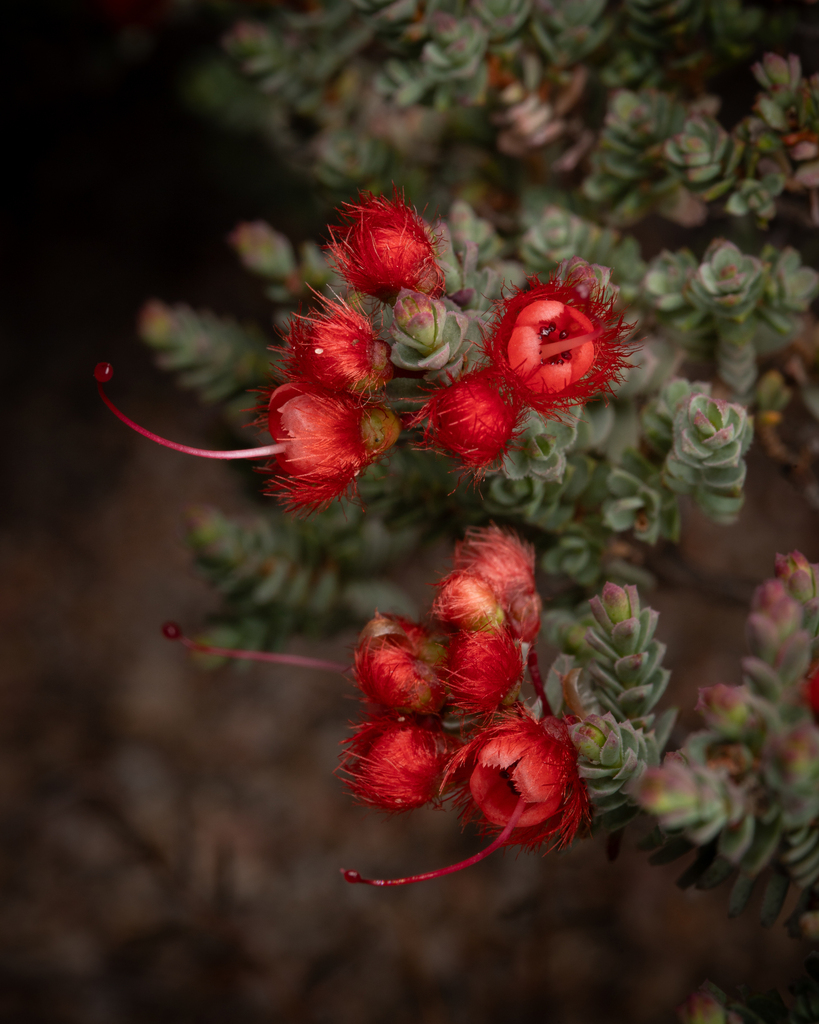 Verticordia hughanii