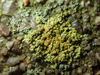 Flavoplaca dichroa - Photo (c) Alexis, some rights reserved (CC BY), uploaded by Alexis