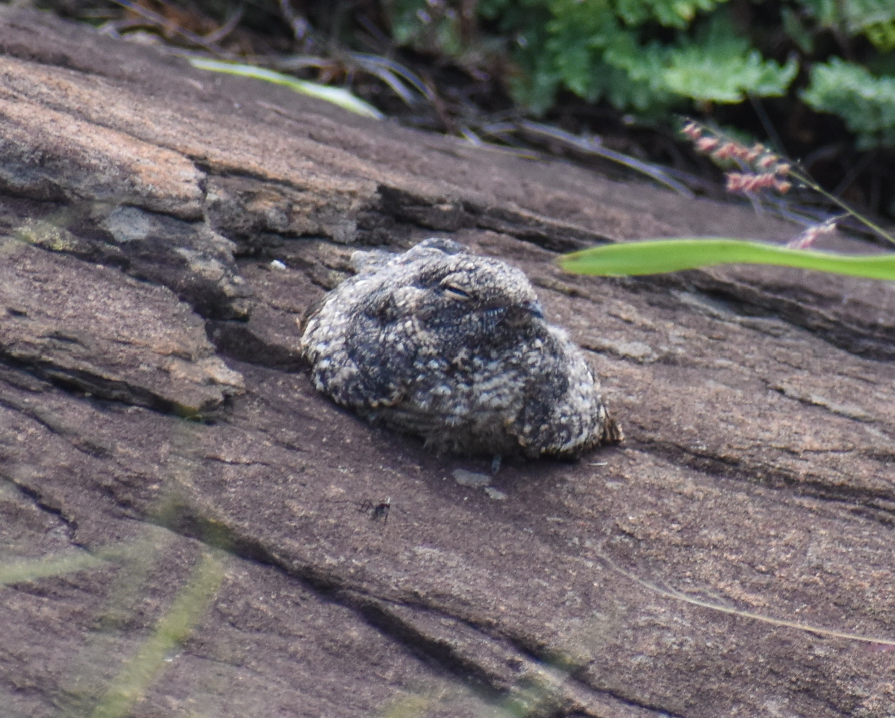 Freckled Nightjar (Caprimulgus tristigma), photo 1