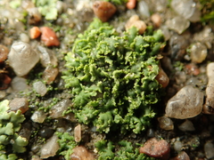 Phaeophyscia nigricans