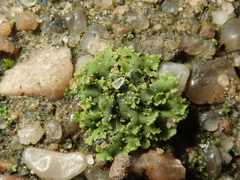 Phaeophyscia nigricans