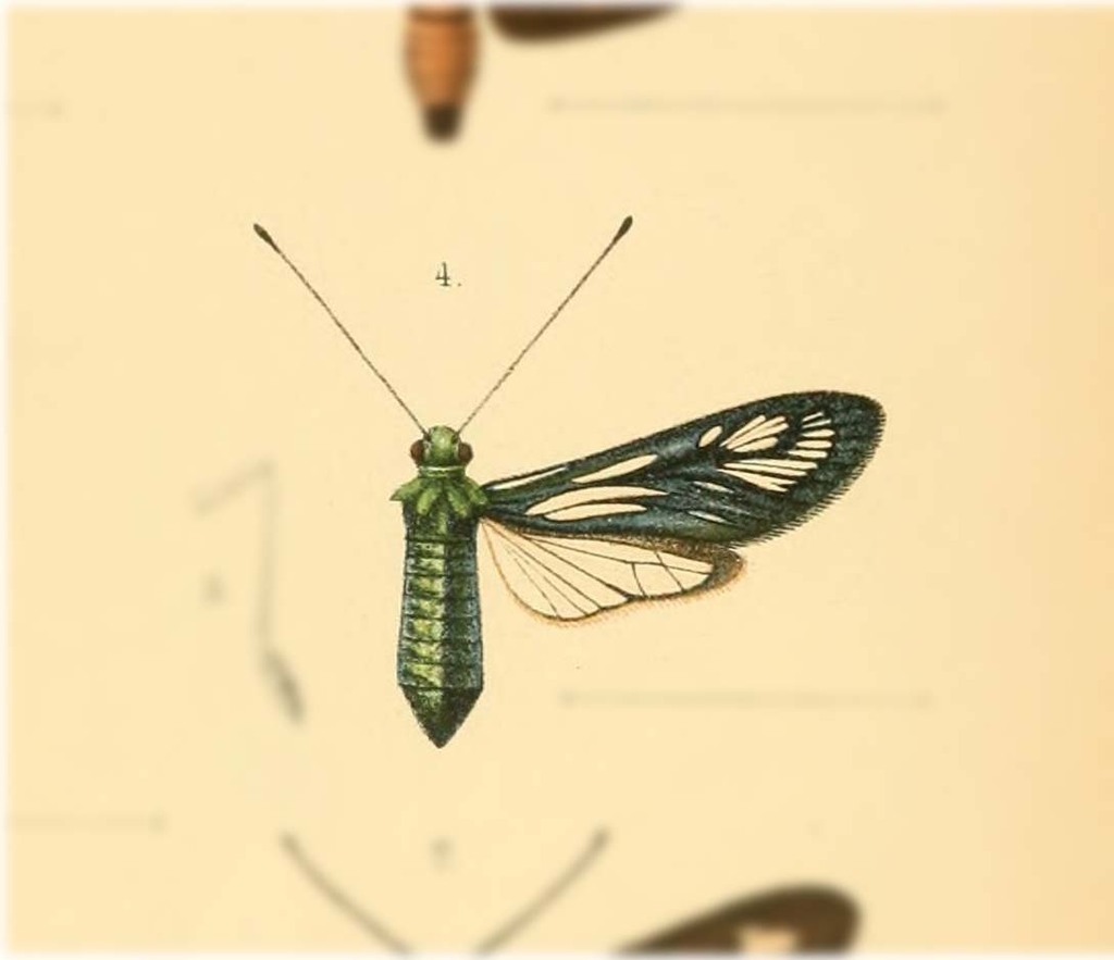 Ephemeroidea