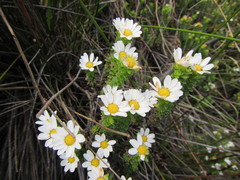Osmitopsis parvifolia