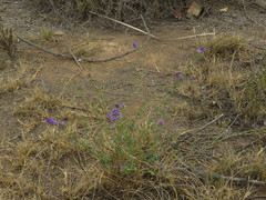 Medicago sativa sativa
