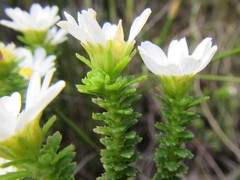 Osmitopsis parvifolia
