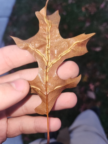 Unknown species found near N Henderson Rd & N George Mason Dr, Arlington, VA 22203, USA