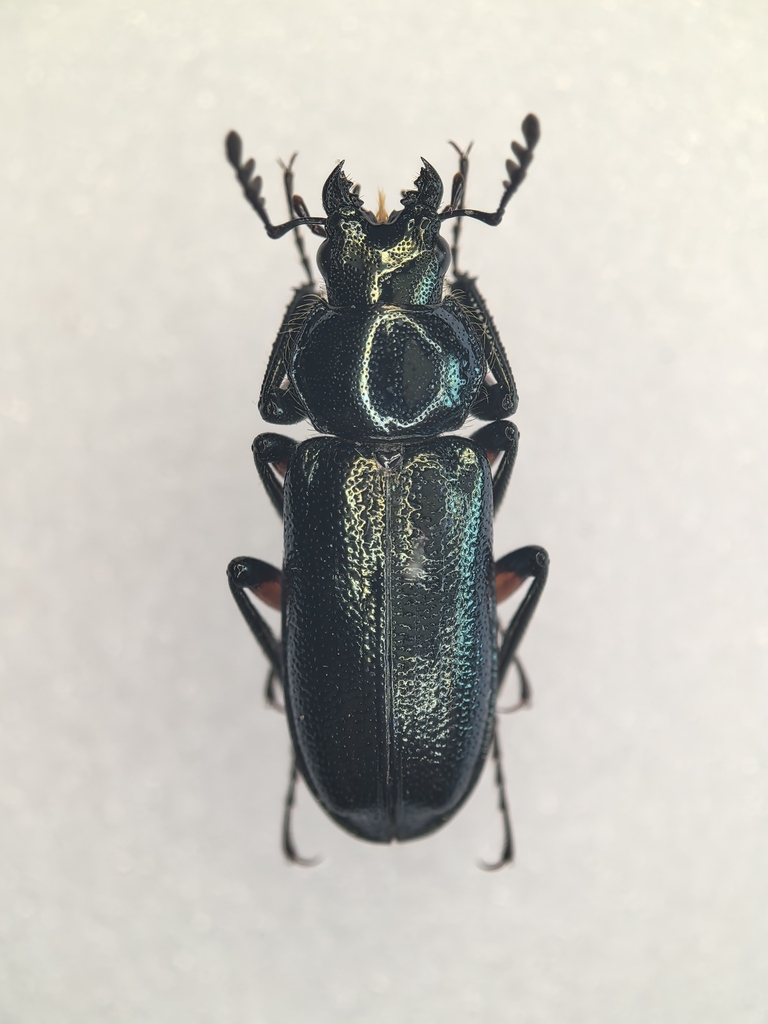 Platycerus tieguanzi