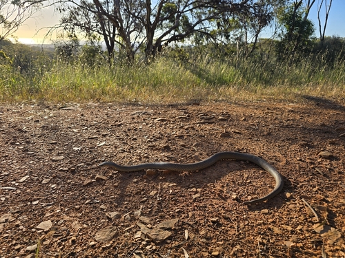 Eastern Brown Snake sighting