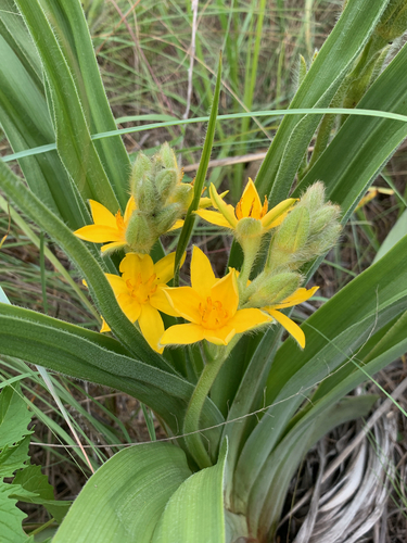 Hypoxis hemerocallidea (Hypoxis hemerocallidea)