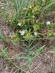 Delosperma herbeum