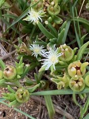 Delosperma herbeum