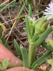 Delosperma herbeum