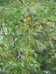 Vachellia albicorticata