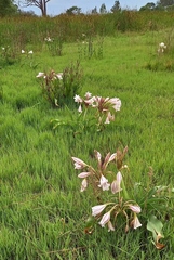 (c) i_c_riddell, some rights reserved (CC BY) Crinum macowanii, photograph (c) i_c_riddell, some rights reserved (CC BY)