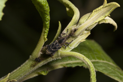 Rhodobaenus cinctus