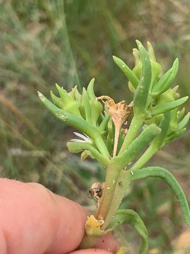 Image of Delosperma herbeum by (c) Matthew Fainman, some rights reserved (CC BY)
