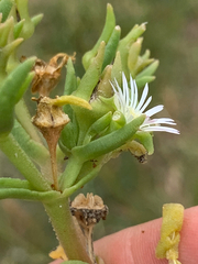 Delosperma herbeum