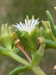 Delosperma herbeum