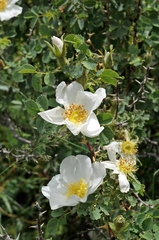 Rosa fedtschenkoana