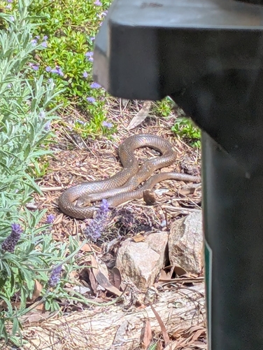Eastern Brown Snake sighting