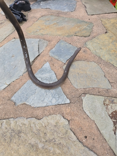 Eastern Brown Snake sighting