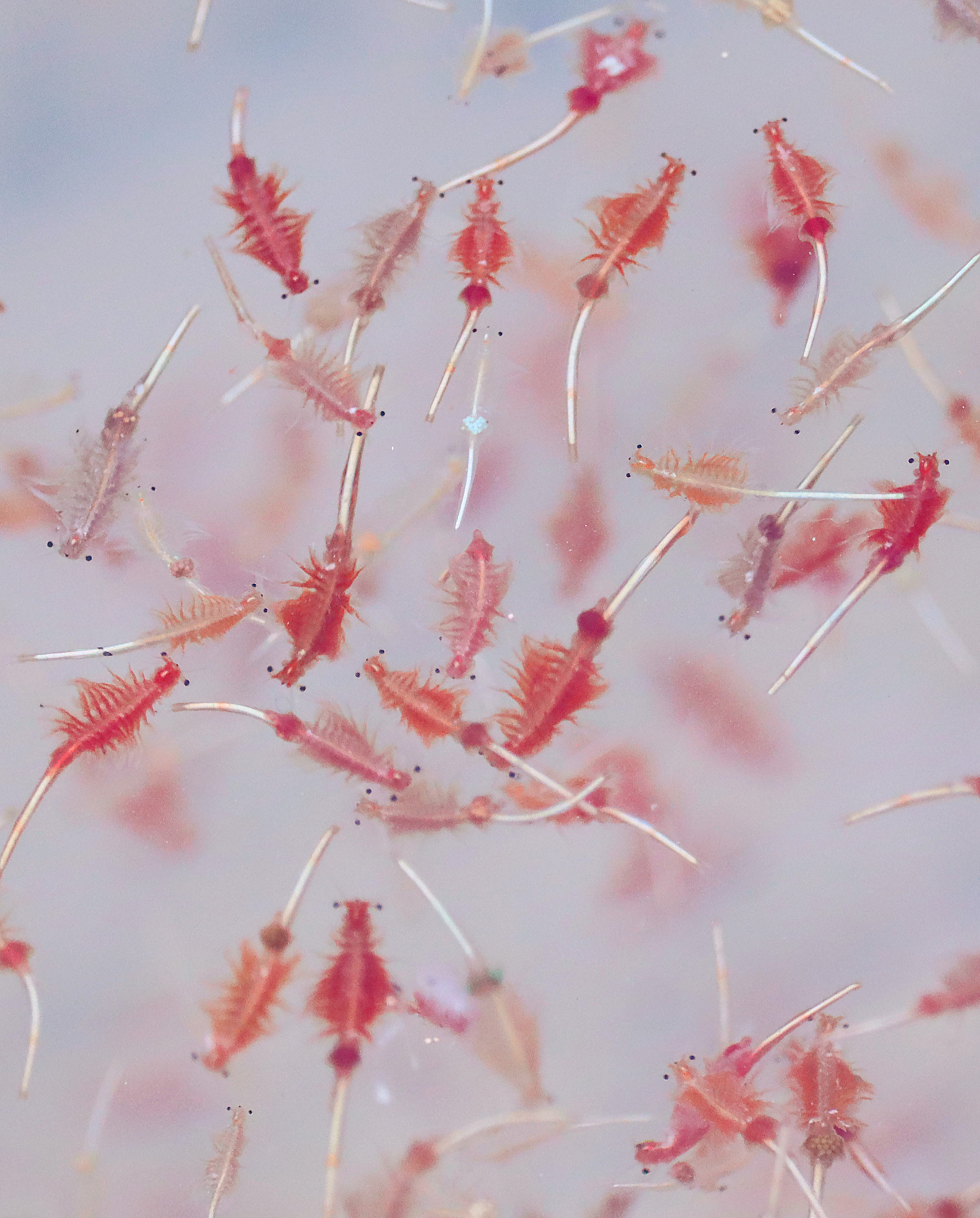 Artemia salina (Linnaeus, 1758)