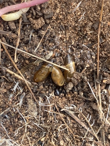 Ferussacia folliculum
