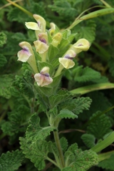 Scutellaria cordifrons