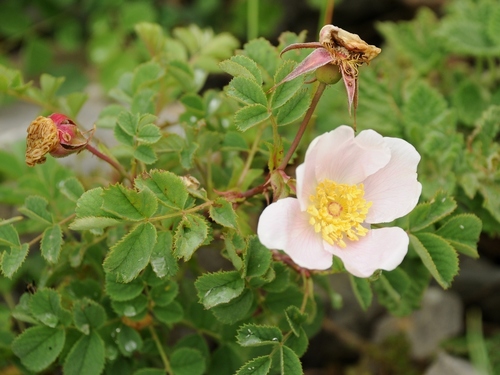 Rosa hissarica · iNaturalist