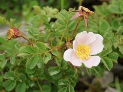 Rosa hissarica