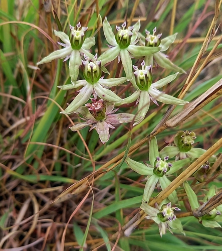 Large Turret flower (Asclepias eminens)