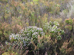 Spatalla mollis