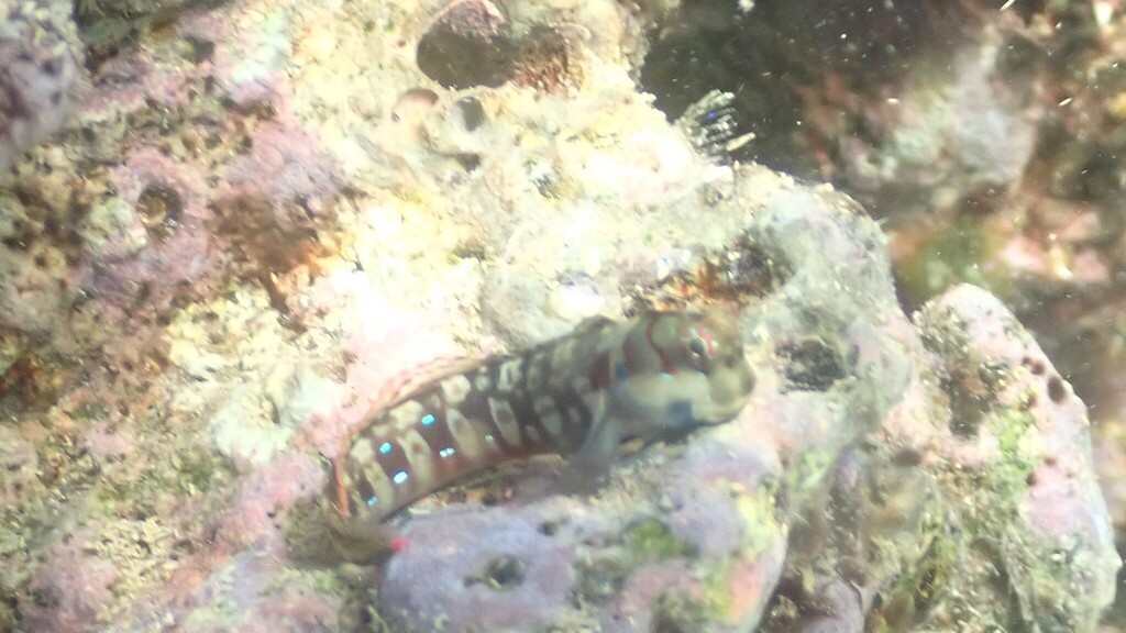 Dashed-line Blenny