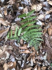 Dryopteris × mickelii