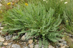 Astragalus sewertzowii