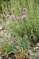 Allium carolinianum