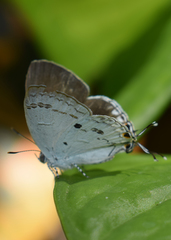 Hypolycaena nilgirica