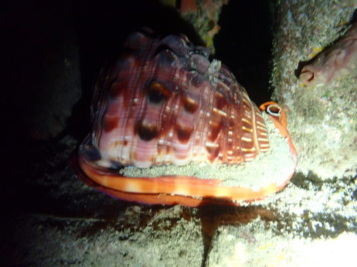 Cypraecassis rufa, 2025-09-29