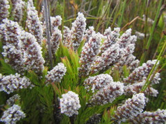 Spatalla mollis