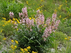 Dictamnus angustifolius